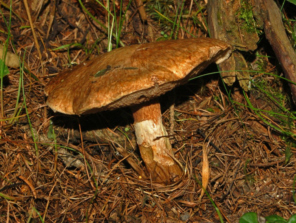 Un Boletus da determinare